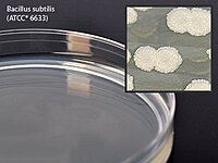 Mueller Hinton Agar Prepared Media Dehydrated (PK/10EA)